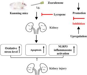 Lycopene alleviates zearalenone-induced oxidative stress, apoptosis, and NLRP3 inflammasome activation in mice kidneys