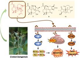 Cytotoxic diterpenoids from Croton kongensis inhibiting tumor proliferation and migration