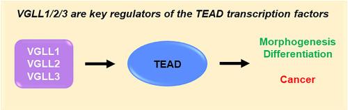 Study of the TEAD-binding domain of the VGLL1, VGLL2 and VGLL3 proteins from vertebrates