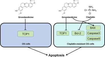 Groenlandicine enhances cisplatin sensitivity in cisplatin-resistant osteosarcoma cells through the BAX/Bcl-2/Caspase-9/Caspase-3 pathway