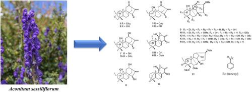 New insights into the chemotaxonomic implications of diterpenoid alkaloid composition in Aconitum sessiliflorum