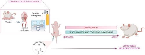 Lactate administration causes long-term neuroprotective effects following neonatal hypoxia-ischemia