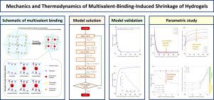 Mechanics and thermodynamics of multivalent-binding induced shrinkage of hydrogels