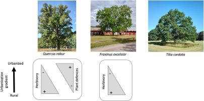 Variation in insect herbivory across an urbanization gradient: The role of abiotic factors and leaf secondary metabolites