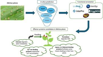 In silico prediction of effector proteins in oil palm pest, Metisa plana