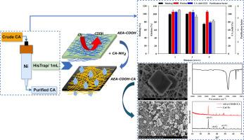 Scaling down recombinant carbonic anhydrase isolation with immobilized metal ion chromatography (IMAC): Harnessing enzymatic carbon dioxide capture and mineralization