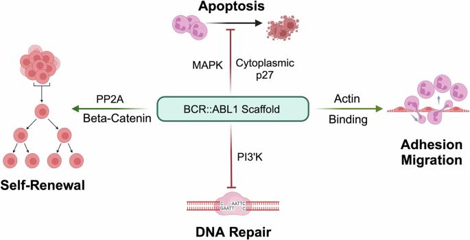 BCR::ABL1 Proteolysis-targeting chimeras (PROTACs): The new frontier in the treatment of Ph+ leukemias?