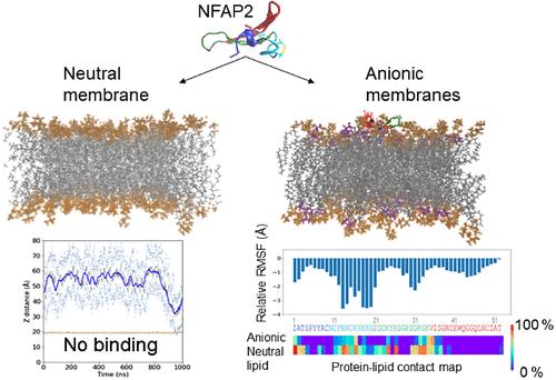 Mapping of the Lipid-Binding Regions of the Antifungal Protein NFAP2 by Exploiting Model Membranes