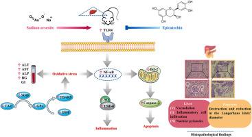 Epicatechin ameliorates glucose intolerance and hepatotoxicity in sodium arsenite-treated mice