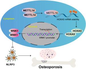 METTL14-mediated HOXA5 m6A modification alleviates osteoporosis via promoting WNK1 transcription to suppress NLRP3-dependent macrophage pyroptosis