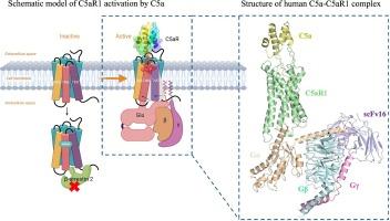 Structural analysis of the human C5a-C5aR1 complex using cryo-electron microscopy