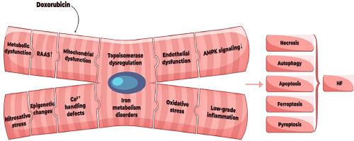 Doxorubicin-related cardiotoxicity: review of fundamental pathways of cardiovascular system injury