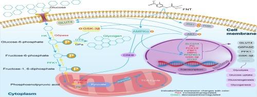 Fenitrothion induces glucose metabolism disorders in rat liver BRL cells by inhibiting AMPKα and IRS1/PI3K/AKT signaling pathway