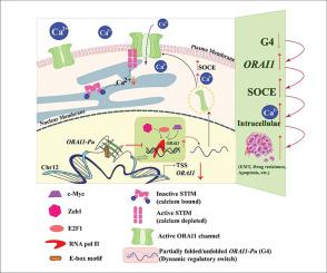 Remodeling Ca2+ dynamics by targeting a promising E-box containing G-quadruplex at ORAI1 promoter in triple-negative breast cancer