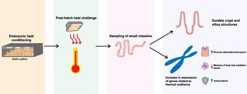 Embryonic thermal challenge is associated with increased stressor resiliency later in life: Molecular and morphological mechanisms in the small intestine