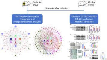 Combining proteomics and Phosphoproteomics to investigate radiation-induced rectal fibrosis in rats and the effects of pSTAT3 inhibitor S3I-201 on human intestinal fibroblasts