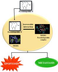 Unveiling the anticancer potential of Pestalotioprolide E, an unexplored macrolide: Targeting TRXR1-TRX1-ASK1-P38 signaling cascade in triple-negative breast cancer