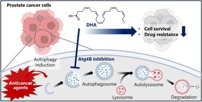 Docosahexaenoic acid enhances the treatment efficacy for castration-resistant prostate cancer by inhibiting autophagy through Atg4B inhibition