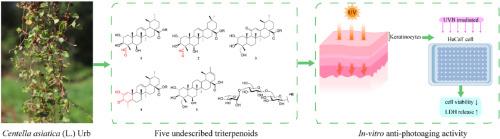 Anti-photoaging activity of triterpenoids isolated from Centella asiatica