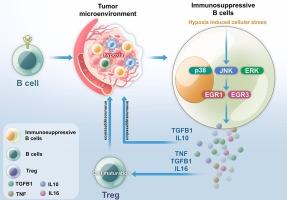 Immunoinhibitory effects of hypoxia-driven reprogramming of EGR1hi and EGR3 positive B cells in the nasopharyngeal carcinoma microenvironment