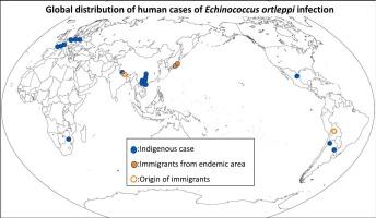 Echinococcus ortleppi infection in humans: An emerging zoonosis in Asia