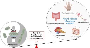 The role of mitochondrial fusion and fission in immune-mediated inflammatory diseases