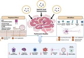 Retinoic acid in Parkinson's disease: Molecular insights, therapeutic advances, and future prospects