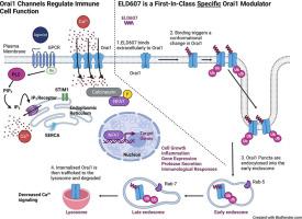 ELD607 specifically traffics Orai1 to the lysosome leading to inhibition of store operated calcium entry