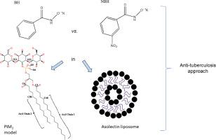 Benzohydroxamate and nitrobenzohydroxamate affect membrane order: Correlations between spectroscopic and molecular dynamics to approach tuberculosis