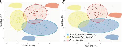 Genomic, morphological and physiological data support fast ecotypic differentiation and incipient speciation in an alpine diving beetle