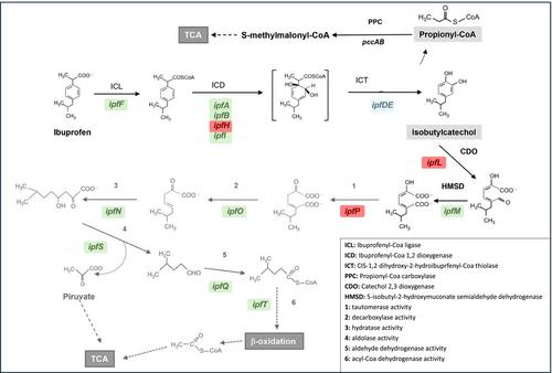 New bacterial strains for ibuprofen biodegradation: Drug removal, transformation, and potential catabolic genes