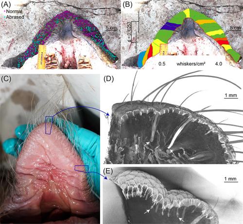 Macrovibrissae and microvibrissae inversion and lateralization in elephants