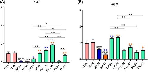 The preventive and therapeutic role of Lactobacillus spp. in in vitro model of inflammation via affecting autophagy signaling pathway