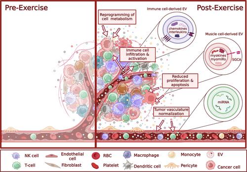 From sweat to hope: The role of exercise-induced extracellular vesicles in cancer prevention and treatment