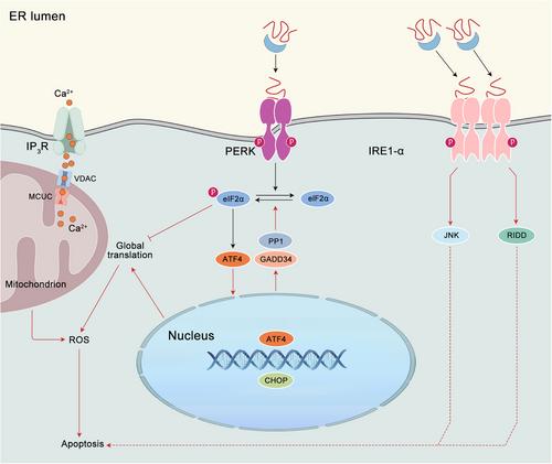 Endoplasmic reticulum stress in diseases