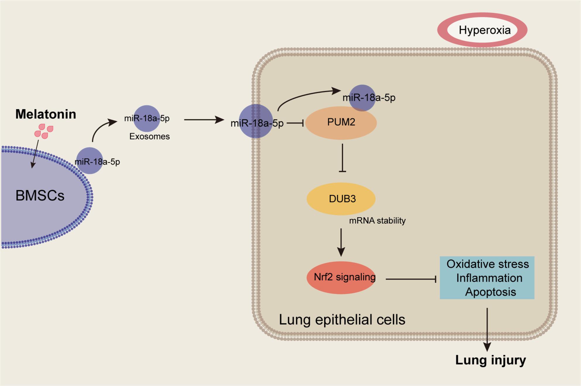 Melatonin alleviates hyperoxia-induced lung injury through elevating MSC exosomal miR-18a-5p expression to repress PUM2 signaling