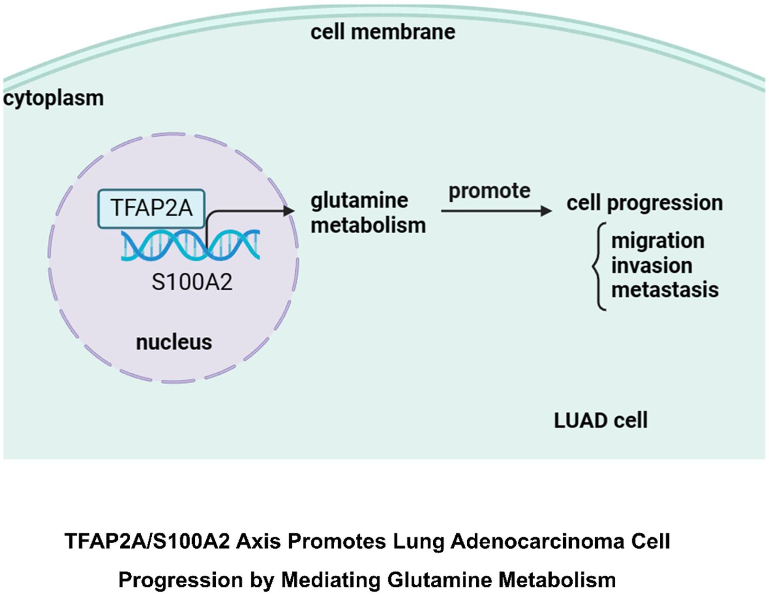 TFAP2A Activates S100A2 to Mediate Glutamine Metabolism and Promote Lung Adenocarcinoma Metastasis