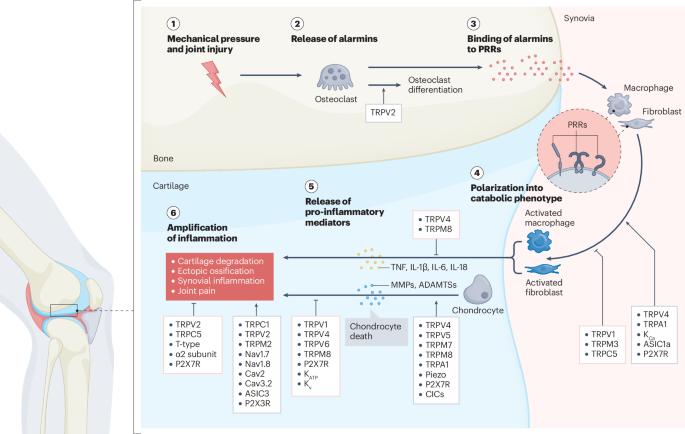 Ion channels in osteoarthritis: emerging roles and potential targets