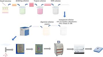 Utilizing decellularized bio-membranes to optimize histopathological embedding of small tissues