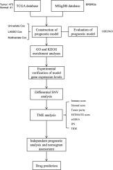 Construction of a prognostic model for colon cancer by combining endoplasmic reticulum stress responsive genes