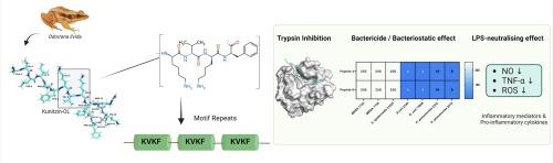 Functional characterisation and modification of a novel Kunitzin peptide for use as an anti-trypsin antimicrobial peptide against drug-resistant Escherichia coli