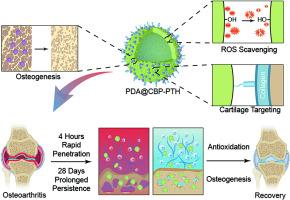 Multifunctional polymeric nanocapsules with enhanced cartilage penetration and retention for osteoarthritis treatment