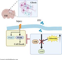 Enhancing neurogenesis after traumatic brain injury: The role of adenosine kinase inhibition in promoting neuronal survival and differentiation