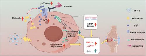 Memantine attenuates the development of osteoarthritis by blocking NMDA receptor mediated calcium overload and chondrocyte senescence