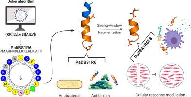 Peptide PaDBS1R6 has potent antibacterial activity on clinical bacterial isolates and integrates an immunomodulatory peptide fragment within its sequence