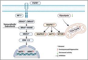 Multi-omics analysis delineates resistance mechanisms associated with BRAF inhibition in melanoma cells