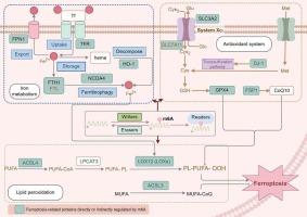 The regulatory mechanisms of N6-methyladenosine modification in ferroptosis and its implications in disease pathogenesis