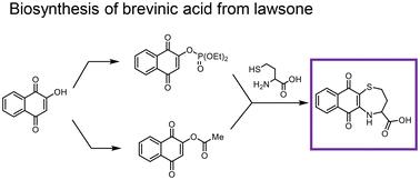 Biosynthesis of brevinic acid from lawsone†