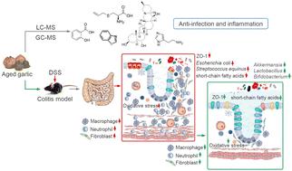 Oral aged garlic (Allium sativum) alleviates ulcerative colitis in mice by improving gut homeostasis†