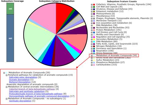 New bacterial strains for ibuprofen biodegradation: Drug removal, transformation, and potential catabolic genes